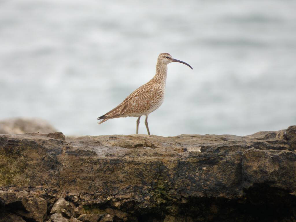 Whimbrel